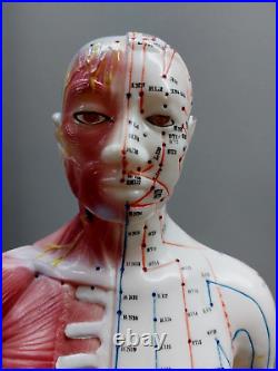 Acupuncture and Muscle Male Model 57 cm