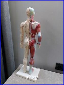 Acupuncture and Muscle Male Model 57 cm