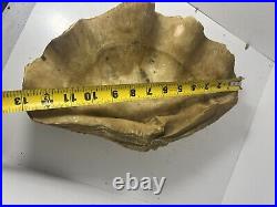 Mid Century Modern Vintage Extra Large Sea Shell (Z25)